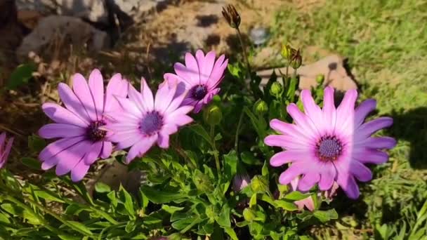 Flores Naturais Margaridas Rosa Pyrethrum Com Folhas Verdes Jardim — Vídeo de Stock