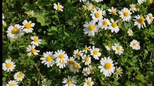 Doğal Çiçekler Bahçede Yeşil Yapraklı Beyaz Papatyalar — Stok video