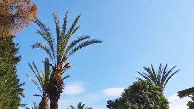 Uzun yeşil palmiye ağaçları rüzgarda sallanıyor mavi gökyüzüne karşı