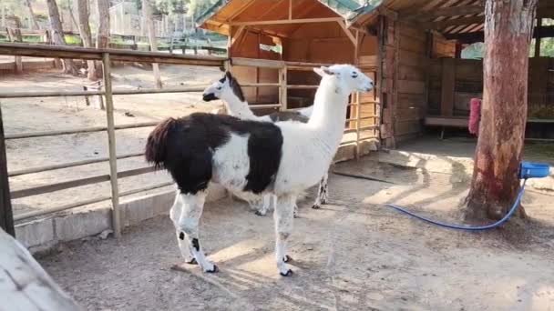 White Black Fluffy Llamas Walk Aviary Zoo — Stock Video