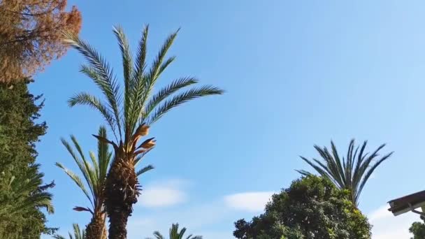 Höga Gröna Palmer Svingar Vinden Mot Den Blå Himlen — Stockvideo