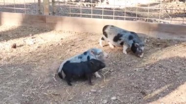 Küçük siyah ve gri domuzlar hayvanat bahçesinde yürüyüp oynuyorlar.