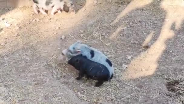 Μικρά Μαύρα Και Γκρι Άγρια Γουρούνια Περπατούν Και Παίζουν Στο — Αρχείο Βίντεο