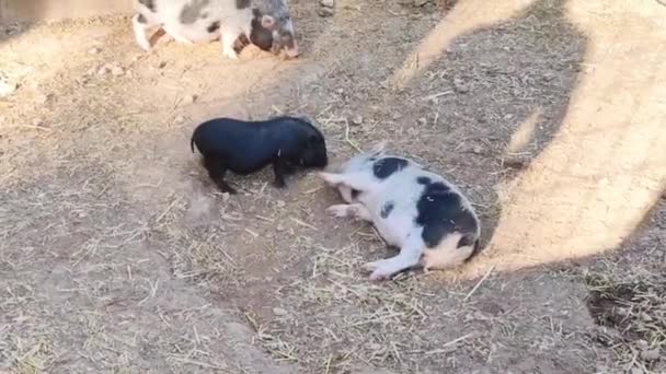 Pequenos Porcos Selvagens Pretos Cinzentos Caminham Brincam Recinto Zoológico — Vídeo de Stock
