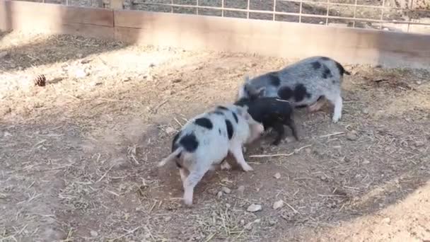 黑色和灰色的小野猪在动物园的圈子里散步和玩耍 — 图库视频影像