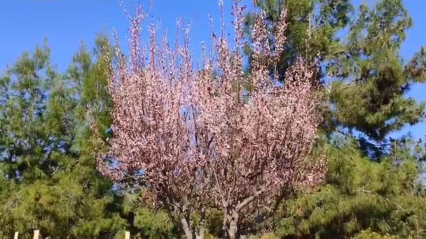 Kwitnące Różowe Drzewo Sakura Małymi Kwiatami Zielonymi Liśćmi Błękitnym Tle — Wideo stockowe