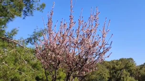 Kwitnące Różowe Drzewo Sakura Małymi Kwiatami Zielonymi Liśćmi Błękitnym Tle — Wideo stockowe