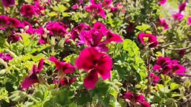 Yeşil yapraklı parlak pembe çiçekler şehir parkında rüzgarda savruluyor.
