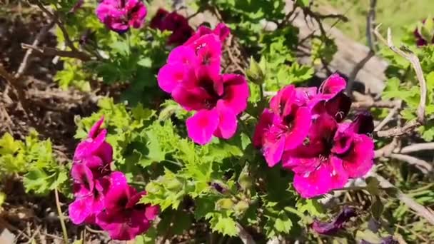 Flores Color Rosa Brillante Con Hojas Verdes Oscilan Viento Parque — Vídeos de Stock