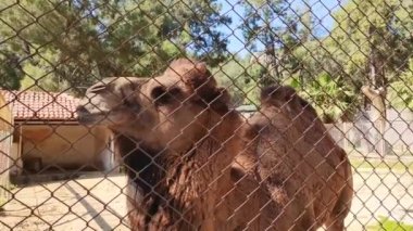 Büyük kahverengi bir deve hayvanat bahçesinde bir kuş kafesine girer ve ziyaretçilere bakar.