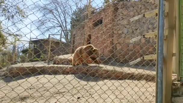 Grande Urso Marrom Caminha Aviário Zoológico — Vídeo de Stock