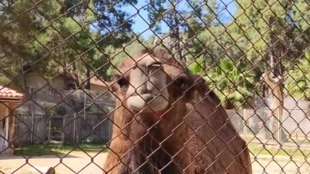 Grande Camelo Marrom Caminha Aviário Zoológico Olha Para Visitantes — Vídeo de Stock