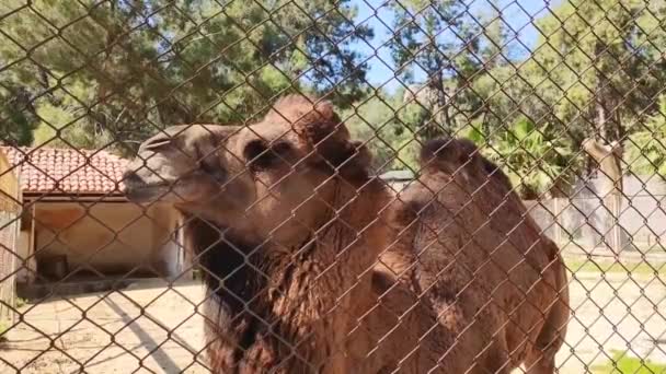 Gran Camello Marrón Camina Aviario Zoológico Mira Los Visitantes — Vídeo de stock
