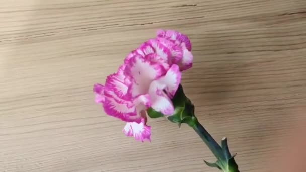 Φυσικό Ροζ Και Λευκό Γαρύφαλλο Καφέ Ξύλινο Φόντο — Αρχείο Βίντεο