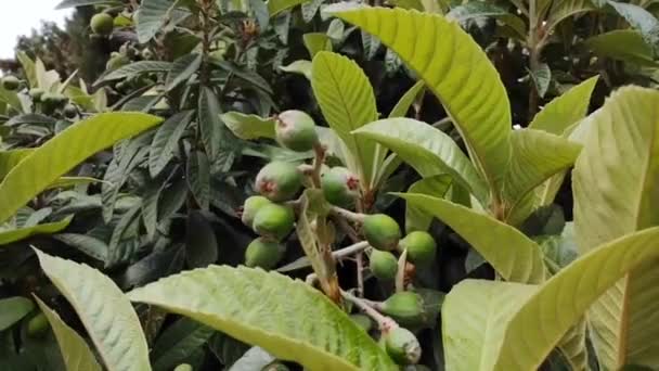 Πράσινα Άγουρα Φρούτα Του Δάσους Φόντο Πράσινων Φύλλων — Αρχείο Βίντεο