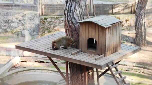 Animal Gris Nasua Narica Mange Nourriture Dans Enceinte Zoo — Video