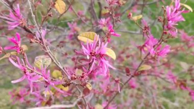 Pembe bahar çiçekleri rüzgarda sallanıyor parktaki bir ağaç dalında