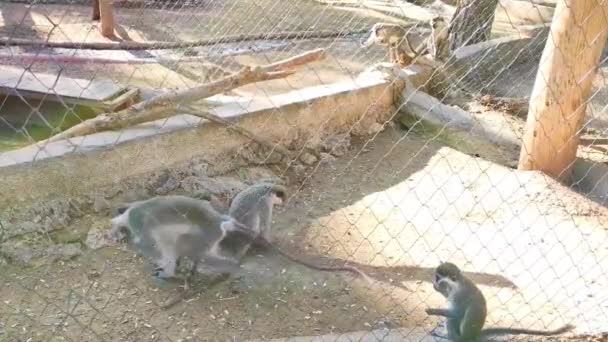 Gri Maymunlar Hayvanat Bahçesinde Oynayıp Yemek Yiyorlar — Stok video