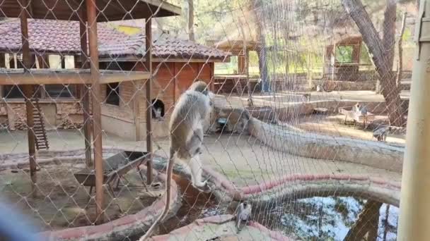 Zwierzęta Szare Małpy Bawią Się Jedzą Jedzenie Zoo — Wideo stockowe