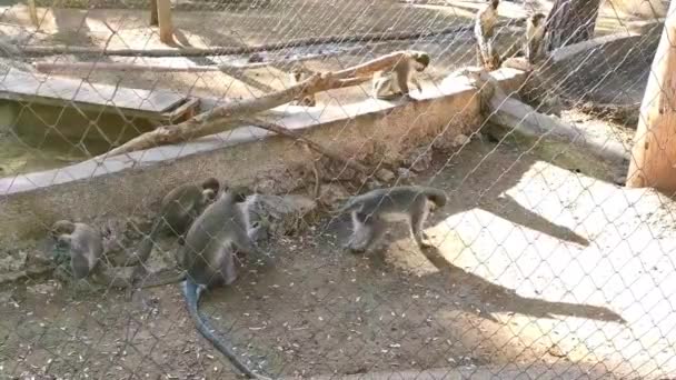 Gri Maymunlar Hayvanat Bahçesinde Oynayıp Yemek Yiyorlar — Stok video