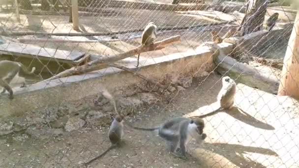 Animaux Singes Gris Jouent Mangent Nourriture Dans Enceinte Zoo — Video