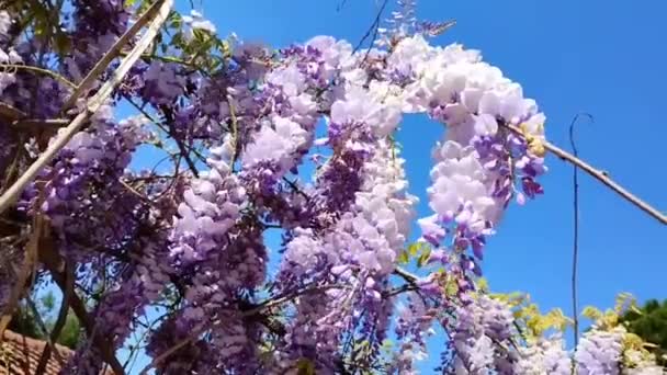 Belles Fleurs Glycine Pourpre Sur Les Branches Des Arbres Dans — Video