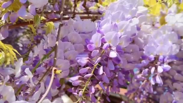 Schöne Lila Glyzinien Blühen Auf Ästen Garten — Stockvideo
