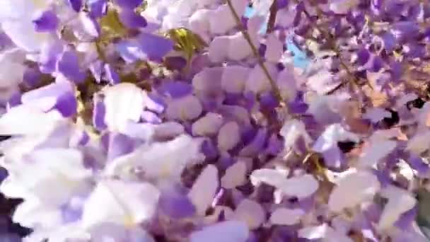 Schöne Lila Glyzinien Blühen Auf Ästen Garten — Stockvideo