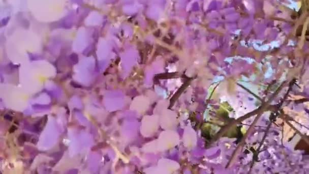 Smukke Lilla Wisteria Blomster Trægrene Haven – Stock-video