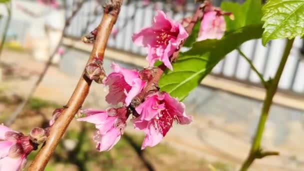 Wiosna Różowe Kwiaty Huśtawka Wietrze Gałęzi Drzewa Parku — Wideo stockowe