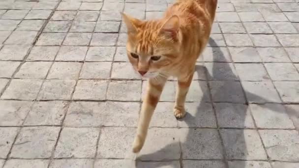 Eine Rot Gestreifte Katze Läuft Die Straße Entlang — Stockvideo