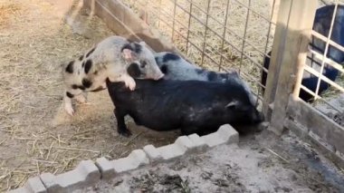 Küçük gri bir domuz hayvanat bahçesinde büyük bir domuzla oynaşıyor ve çiftleşiyor.