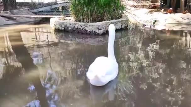 Belo Cisne Branco Com Longo Pescoço Nada Lago Zoológico — Vídeo de Stock