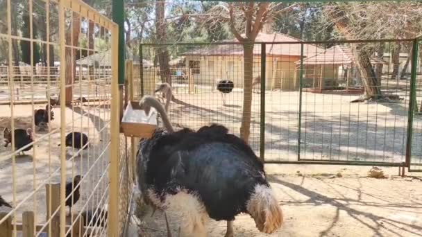 Dziki Struś Czarnymi Piórami Jedzenie Ogrodzie Zoologicznym — Wideo stockowe