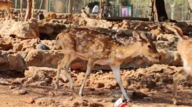 Kahverengi benekli geyik hayvanat bahçesinde.