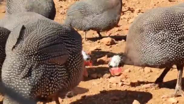 Pássaros Perdiz Pintados Pretos Recinto Jardim Zoológico — Vídeo de Stock