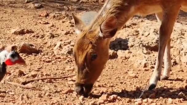 Brown Spotted Deer Zoo Enclosure — Stock Video