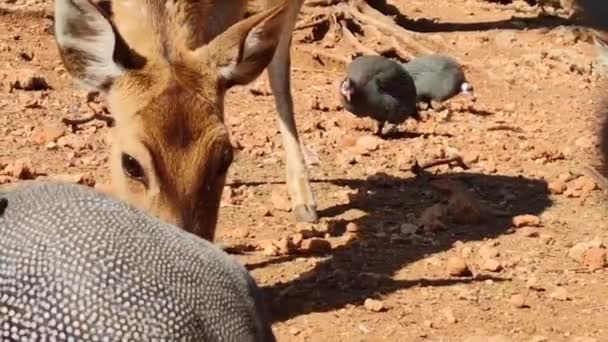 Brown Spotted Deer Zoo Enclosure — Stock Video