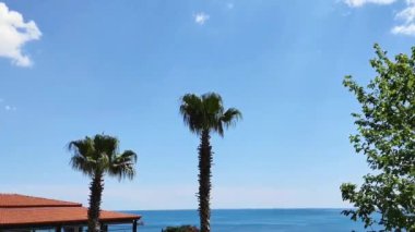 Mavi gökyüzü karşı yeşil palmiye ağaçları