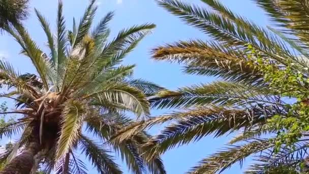 Groene Palmbomen Tegen Een Blauwe Hemel — Stockvideo