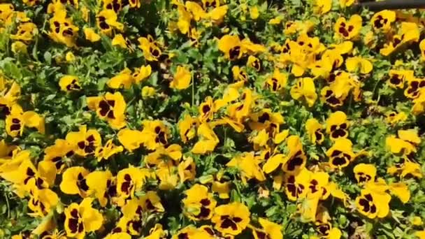 Żółte Bratki Kwietniku Parku Miejskim — Wideo stockowe