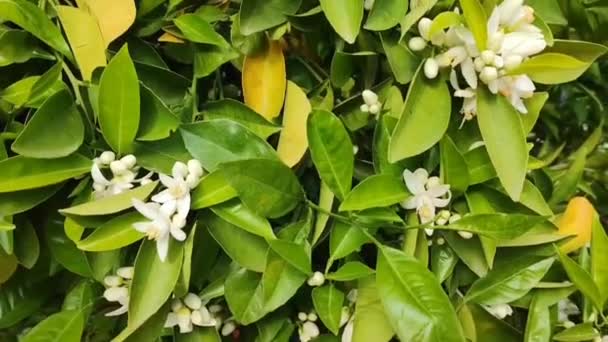 Flores Blancas Naranjo Sobre Fondo Hojas Verdes — Vídeos de Stock