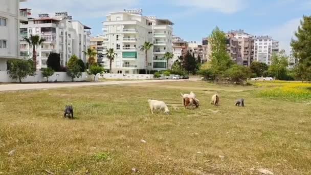 緑の草原を歩くカラフルなふわふわのヤギと草を食べる — ストック動画
