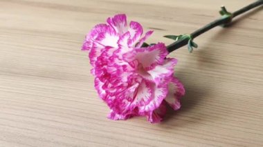 Kahverengi ahşap arka planda doğal güzel pembe karanfil çiçeği.