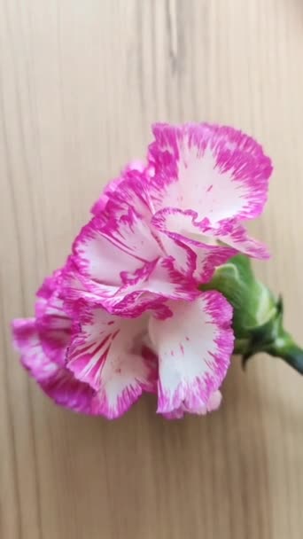 Natural Bonito Cravo Rosa Flor Fundo Madeira Marrom — Vídeo de Stock