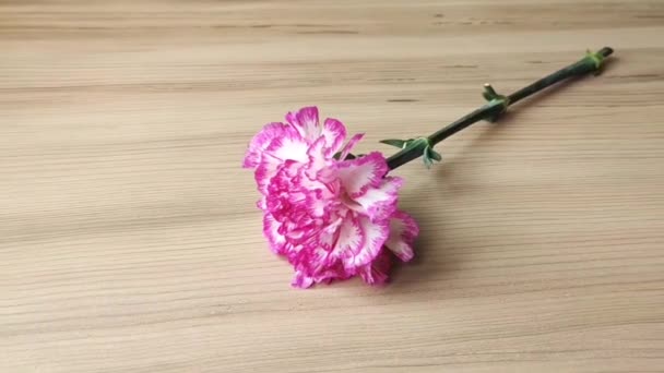 Φυσικό Όμορφο Ροζ Γαρύφαλλο Λουλούδι Καφέ Ξύλινο Φόντο — Αρχείο Βίντεο