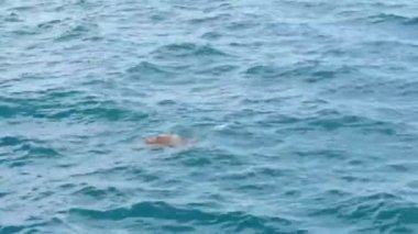 Mavi Akdeniz 'de yüzen iki büyük deniz kaplumbağası caretta caretta.