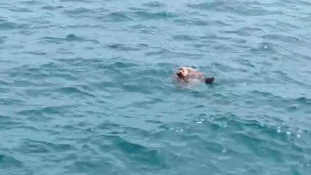 Twee Grote Zeeschildpadden Caretta Caretta Zwemmen Blauwe Middellandse Zee — Stockvideo