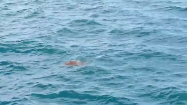 Duas Grandes Tartarugas Marinhas Caretta Caretta Nadar Mar Mediterrâneo Azul — Vídeo de Stock