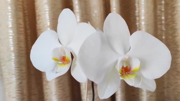 Természetes Gyönyörű Fehér Orchidea Virágok Közel Egy Barna Háttér — Stock videók